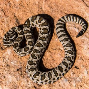 zion rattlesnake (87).jpg